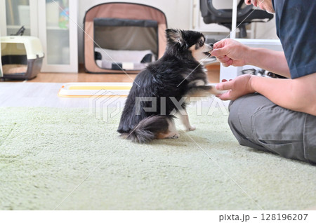 愛犬と遊ぶ飼い主の男性 チワワ 愛犬と遊ぶ飼い主の男性 チワワ 128196207