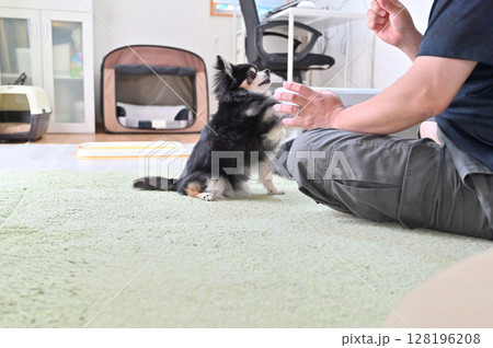高齢犬と遊ぶ飼い主の男性　ロングコートチワワ 128196208