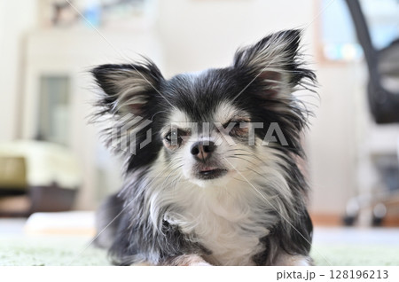 まどろむ愛犬のアップ　ロングコートチワワ 128196213