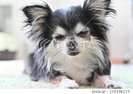 眠そうなこいぬのアップ　ロングコートチワワ 128196215