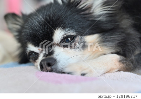 まどろむ高齢犬　チワワ 128196217