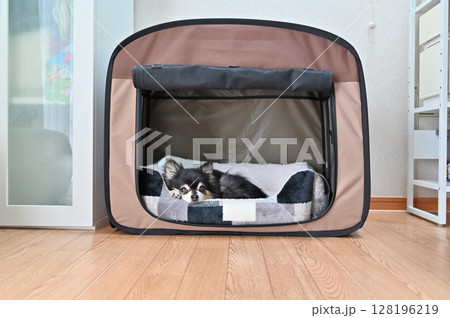 犬用ベッドでまどろむ高齢犬　ロングコートチワワ 128196219