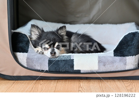犬用ベッドでまどろむ高齢犬 ロングコートチワワ 犬用ベッドでまどろむ高齢犬 ロングコートチワワ 128196222