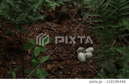 Bird's nest with eggs in the forest environment of ferns. Four spotted bird eggs lie in a nest on the ground among dry leaves, branches and green ferns, creating a natural picture of forest life. Bird's nest with eggs in the forest environment of ferns. Four spotted bird eggs lie in a nest on the ground among dry leaves, branches and green ferns, creating a natural picture of forest life. 128196446