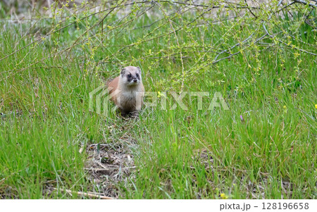 イタチ　野生動物 128196658