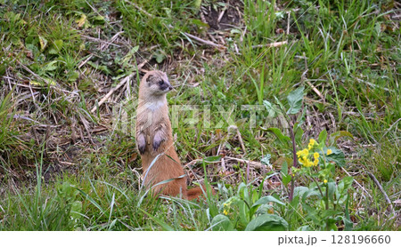 イタチ　野生動物 128196660