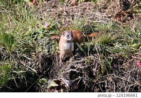イタチ　野生動物 128196661