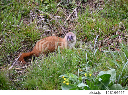 イタチ　野生動物 128196665