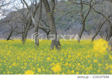 高知県 入田ヤナギ林の菜の花畑 高知県 入田ヤナギ林の菜の花畑 128197086