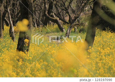 高知県　入田ヤナギ林の菜の花畑 128197090