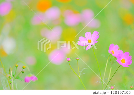 色とりどりのコスモスが咲く秋の風景 128197106