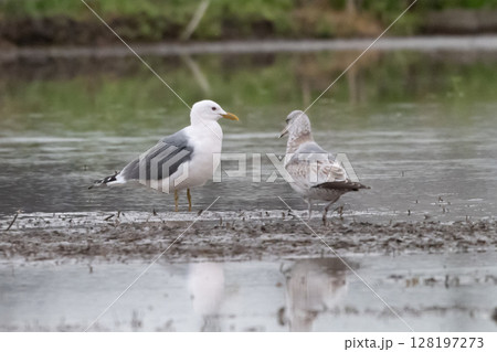 カモメ 128197273
