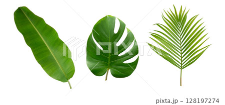 Banana green leaf tropical plant isolated on white background. 128197274