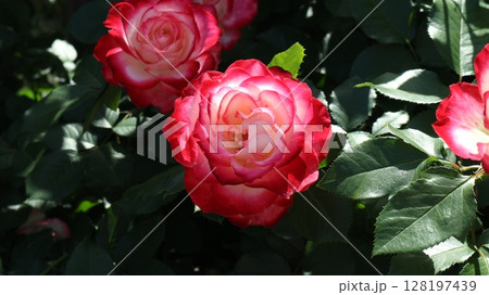 光と影　中輪バラ　ジュビレデュプリンスドゥモナコ　アップ 128197439