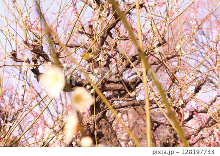 梅の花のある風景 128197733