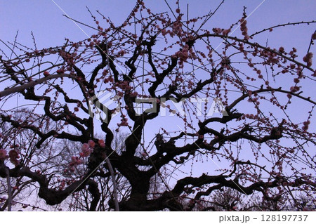 夕暮れに映える梅の花 夕暮れに映える梅の花 128197737
