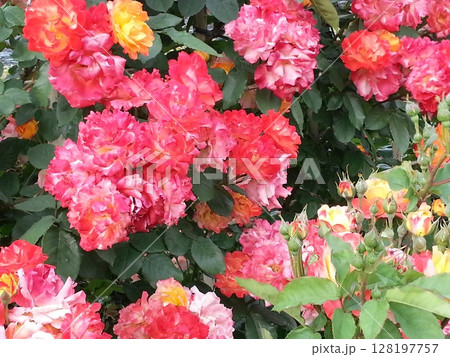 鮮やかなピンク色のバラ 鮮やかなピンク色のバラ 128197757