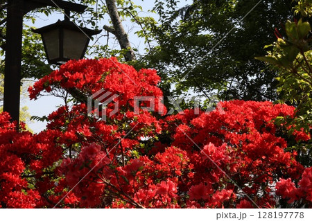 赤いツツジ 128197778