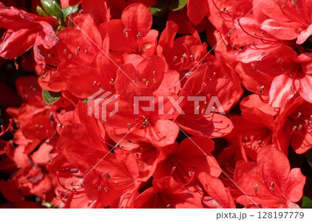 赤いツツジ 128197779
