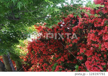 赤いツツジの花 赤いツツジの花 128197781