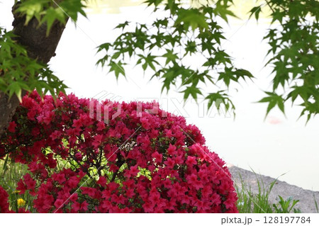 真っ赤なツツジ 128197784