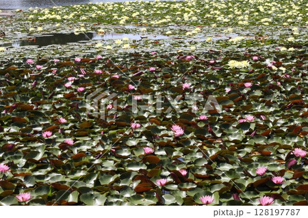 赤い花 赤い花 128197787