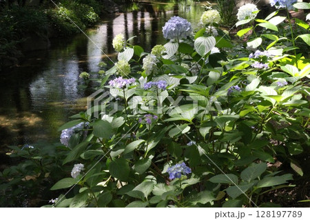 水辺に咲く紫陽花 128197789