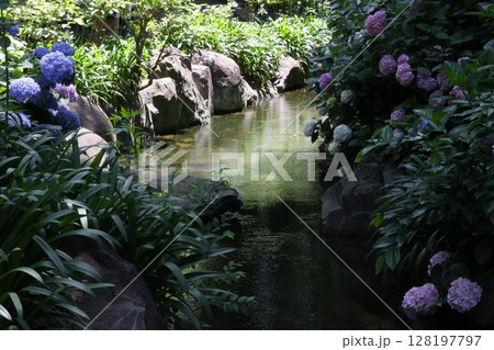紫陽花のある川 128197797