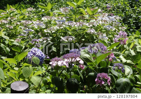 梅雨の晴れ間に咲く紫陽花 梅雨の晴れ間に咲く紫陽花 128197804