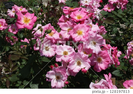 ピンク色の花 128197813