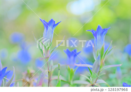 青いリンドウの幻想的な花景色 青いリンドウの幻想的な花景色 128197968