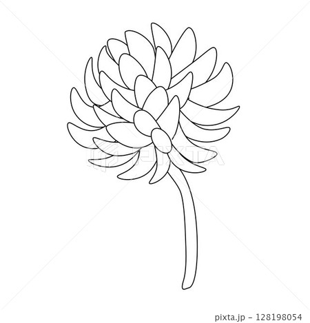 Clover flower isolated. Vector graphic line illustration. Perfect for cards, decorations, stickers, logo, menu, various designs. design for fashion graphics, textile prints, fabrics, wallpapers. 128198054