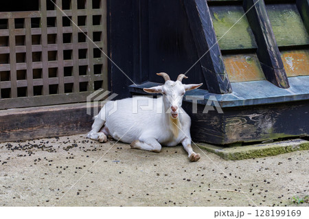 雨引観音にいるヤギ 128199169