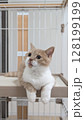 舌をちょこんと出したキュートな子猫 128199199
