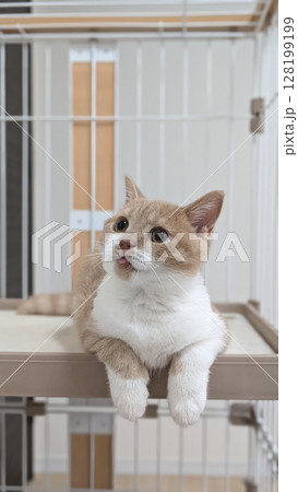 舌をちょこんと出したキュートな子猫 128199199