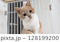 首をかしげる好奇心いっぱいの子猫 128199200