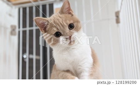 首をかしげる好奇心いっぱいの子猫 128199200