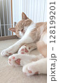 肉球を見せながらぐっすり眠る子猫 128199201