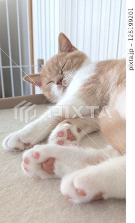 肉球を見せながらぐっすり眠る子猫 肉球を見せながらぐっすり眠る子猫 128199201