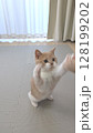 必死でじゃれながら立ち上がる元気な子猫 128199202