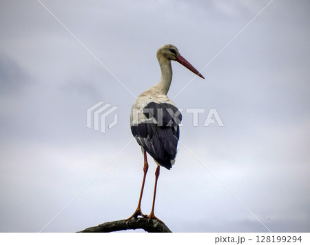 stork close up portrait detail 128199294
