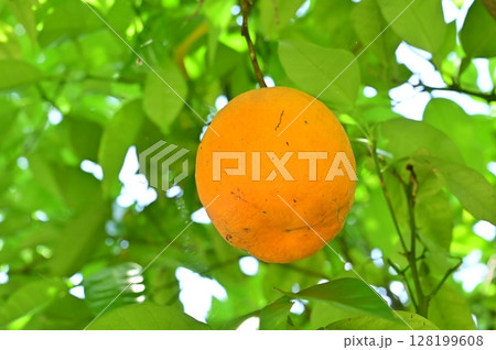 ダイダイ（ミカン科）の完熟した実 128199608