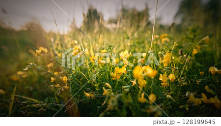 Lotus corniculatus is a flowering plant in the pea family Fabaceae. Common names include common bird's-foot trefoil, eggs and bacon, birdsfoot deervetch, and just bird's-foot trefoil - a name also 128199645