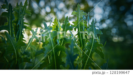 Lactuca, commonly known as lettuce, is a genus of flowering plants in the family Asteraceae. The genus includes at least 50 species, distributed worldwide, but mainly in temperate Eurasia 128199647
