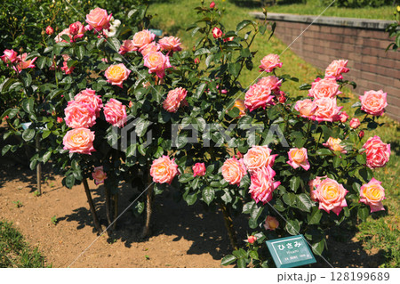 バラ園にピンク色のバラの花が咲いています バラ園にピンク色のバラの花が咲いています 128199689