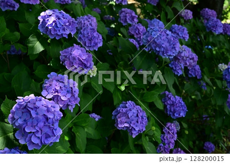木陰に咲く青いアジサイ 128200015