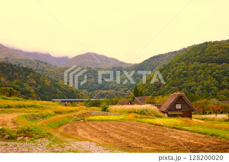 荻町合掌造り集落 世界文化遺産 白川郷 茅葺 荻町合掌造り集落 世界文化遺産 白川郷 茅葺 128200020
