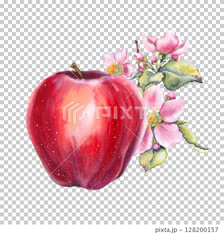 Watercolor illustration of a red apple with blooming pink apple flowers and green leaves. Botanical, hand-painted style. Suitable for food, garden, and seasonal design themes. Watercolor illustration of a red apple with blooming pink apple flowers and green leaves. Botanical, hand-painted style. Suitable for food, garden, and seasonal design themes. 128200157