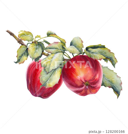 Watercolor illustration of two ripe red apples on a branch with lush green leaves. Natural harvest symbol, ideal for seasonal, rustic, or botanical design projects. 128200166