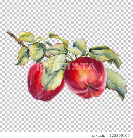 Watercolor illustration of two ripe red apples on a branch with lush green leaves. Natural harvest symbol, ideal for seasonal, rustic, or botanical design projects. 128200166